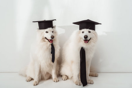 adorable samoyed dogs in graduation hats sitting togetherの写真素材