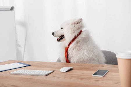 cute furry samoyed dog in necktie looking away while sitting at workplaceの写真素材