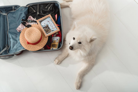 top view of samoyed dog looking at camera while lying near open suitcase with clothes, accessories, money and photo frameの写真素材