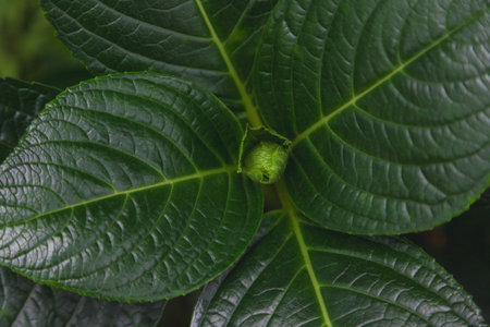 top view of beautiful green leaves on dark background