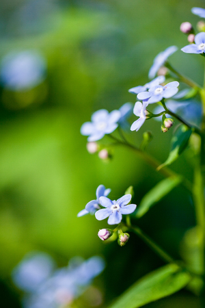 close-up shot of beautiful little purple flowers on natural backgroundの写真素材