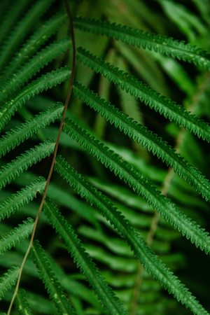 close-up shot of fern leaves on blurred natural background