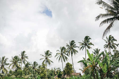 scenic view of palm trees and cloudy sky in ubud, bali, indonesiaの写真素材