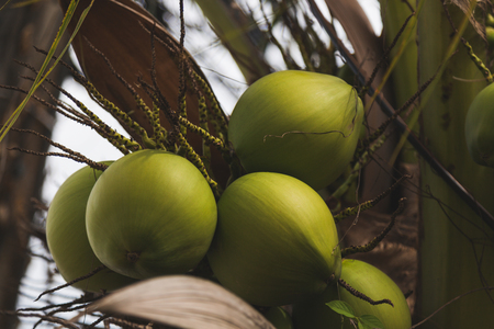 branch of fresh green coconuts growing on palm treeの写真素材