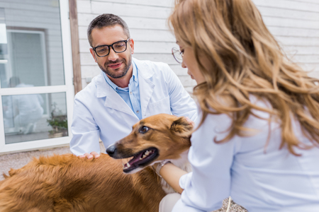 two veterinarians palming dog at veterinary clinicの写真素材