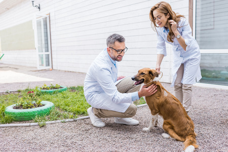 two vets palming dog on yard at veterinary clinicの写真素材
