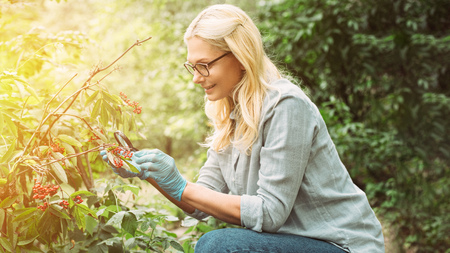 smiling female scientist in latex gloves looking at rowans by magnifying glass in forestの写真素材