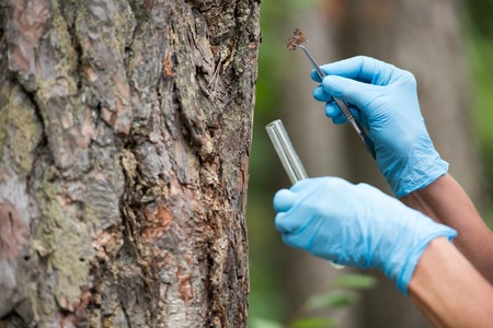 cropped image of female scientist in latex gloves putting bark of tree by tweezers in test flask in...