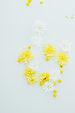 top view of yellow and white chrysanthemum flowers in milk backdropの写真素材