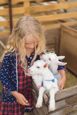 high angle view of kid hugging goats at farmの写真素材