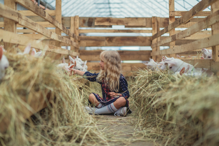 adorable kid sitting on ground in barn and touching goatsの写真素材