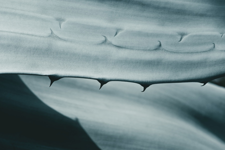 close up texture with blue aloe leavesの写真素材