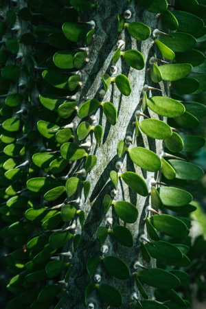 close up of green pachypodium cactus textureの写真素材