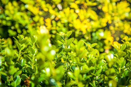 close up view of boxwood bushes with green foliage and sunlight backgroundの写真素材
