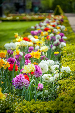 close up view of beautiful colorful ranunculus flowers in parkの写真素材