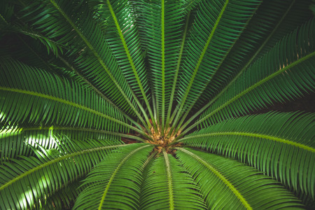 close up view of beautiful green palm leaves