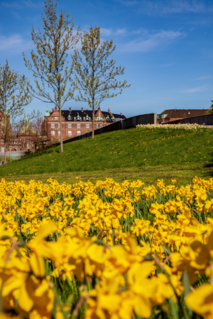 selective focus of beautiful blooming daffodils, green lawn and historical architecture in copenhagen, denmarkの写真素材