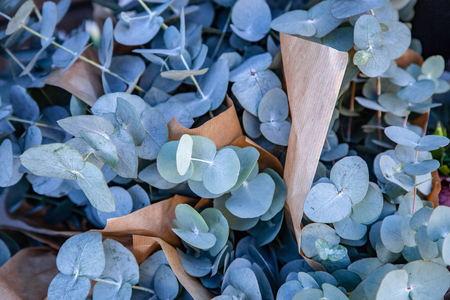close up view of beautiful eucalyptus plants in wrapping paperの写真素材