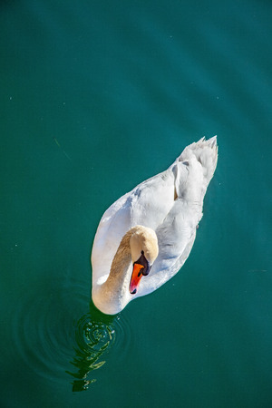 top view of beautiful white swan floating on calm waterの写真素材