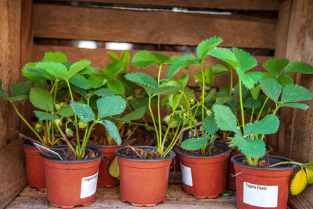 potted strawberry plants with green leaves in wooden boxの写真素材