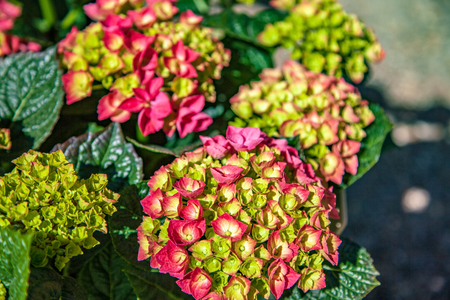 Close up view of hortensia flowers on blurred backgroundの写真素材
