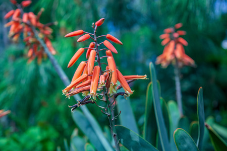close up view of red flowers with green leavesの写真素材
