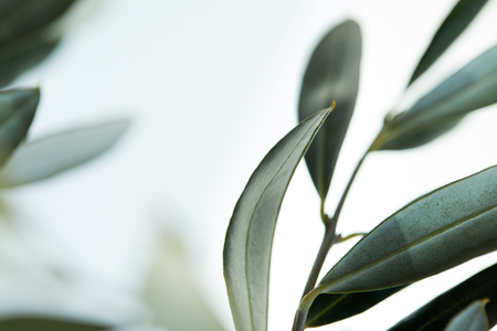 close up view of leaves of olive branch on blurred backgroundの写真素材