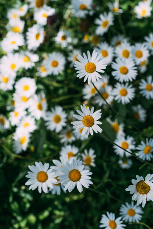 close up of floral background with beautiful chamomilesの写真素材