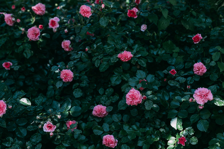 close up view of pink rose flowers on green bushの写真素材