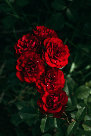 close up view of beautiful red rosesの写真素材
