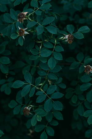 dried rose flowers on bush with green leavesの写真素材