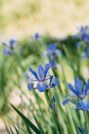 close up view of background with blue irisesの写真素材