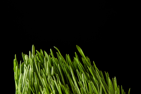 close up view of spirulina grass isolated on black backgroundの写真素材