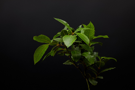 close up view of plant with green leaves on black wall backdropの写真素材
