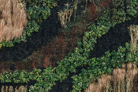 various beautiful plants growing in vertical gardenの写真素材