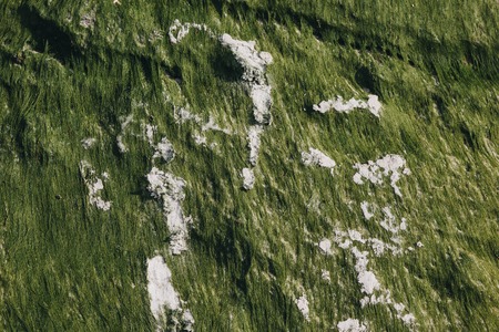 close up of green texture with seaweeds and sandの写真素材