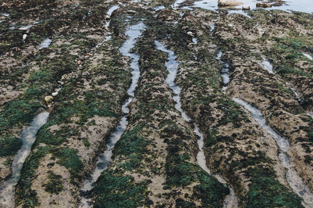 texture of algae on rocks near sea, Etretat, Franceの写真素材