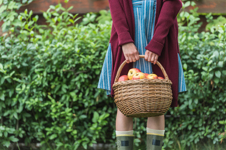midsection view of young woman holding wicker basket with applesの写真素材