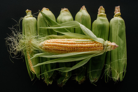 flat lay with arranged raw fresh corn cobs isolated on blackの写真素材
