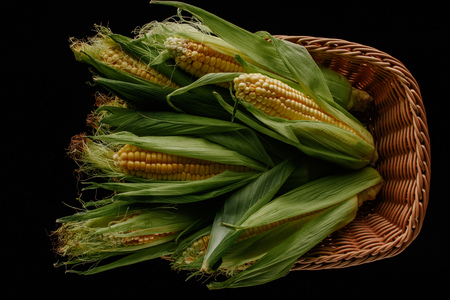 top view of fresh corn cobs in basket isolated on blackの写真素材