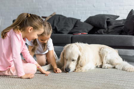 little kids feeding golden retriever dog with treats at home