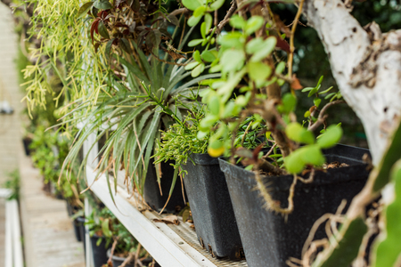 close-up view of beautiful green potted plants on shelfの写真素材