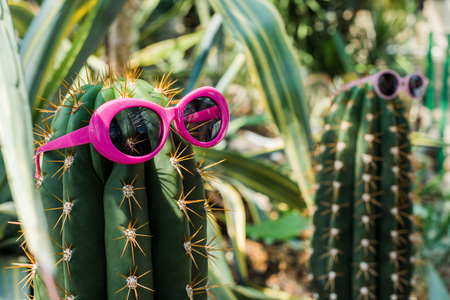 close-up view of beautiful green cactus with bright pink sunglassesの写真素材