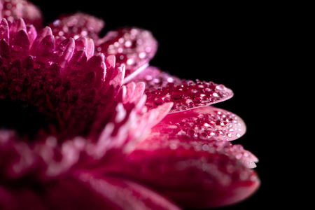 close up of wet gerbera flower with pink petals, isolated on black backgroundの写真素材