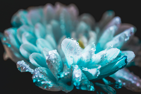 selective focus of blue daisy flower with drops on petals, isolated on blackの写真素材