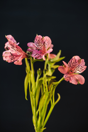 studio shot of pink alstroemeria flowers, isolated on blackの写真素材