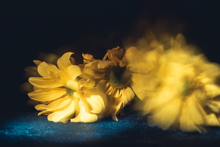 yellow blurred flowers, on dark backgroundの写真素材
