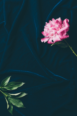 top view of one pink peony flower on dark clothの写真素材