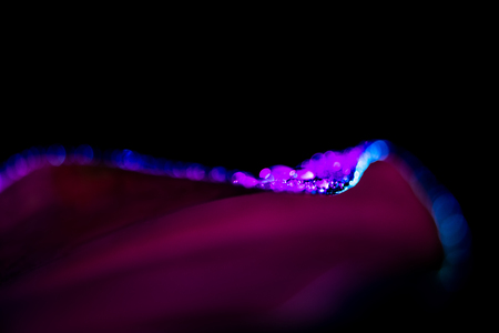 macro background with wet tropical leaf, isolated on blackの写真素材