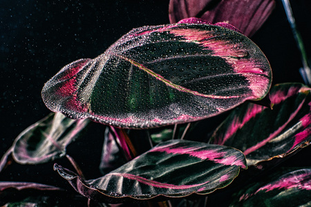 pink leaves of calathea plant with drops, isolated on blackの写真素材